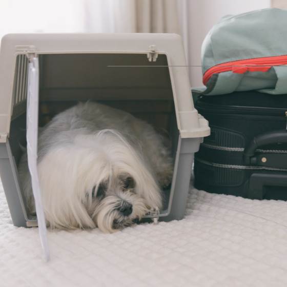 Transportadora para perro