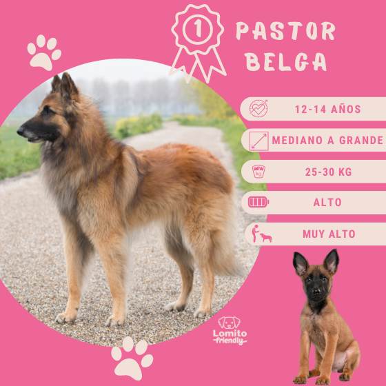 Pastor Belga