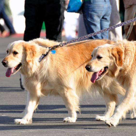 Centro de Tuxpan, Veracruz: Lugares pet friendly