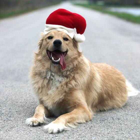 Fiestas de fin de año pet friendly en Cuernavaca