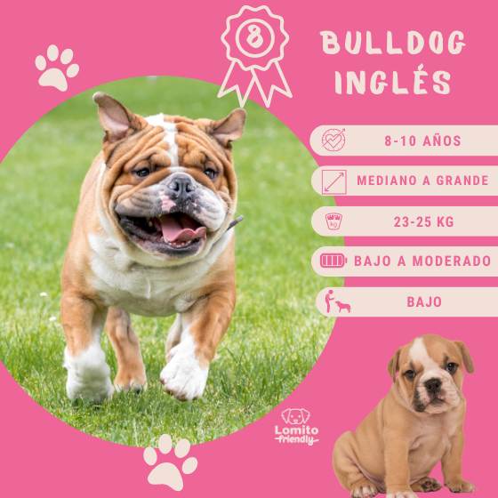 Bulldog Inglés