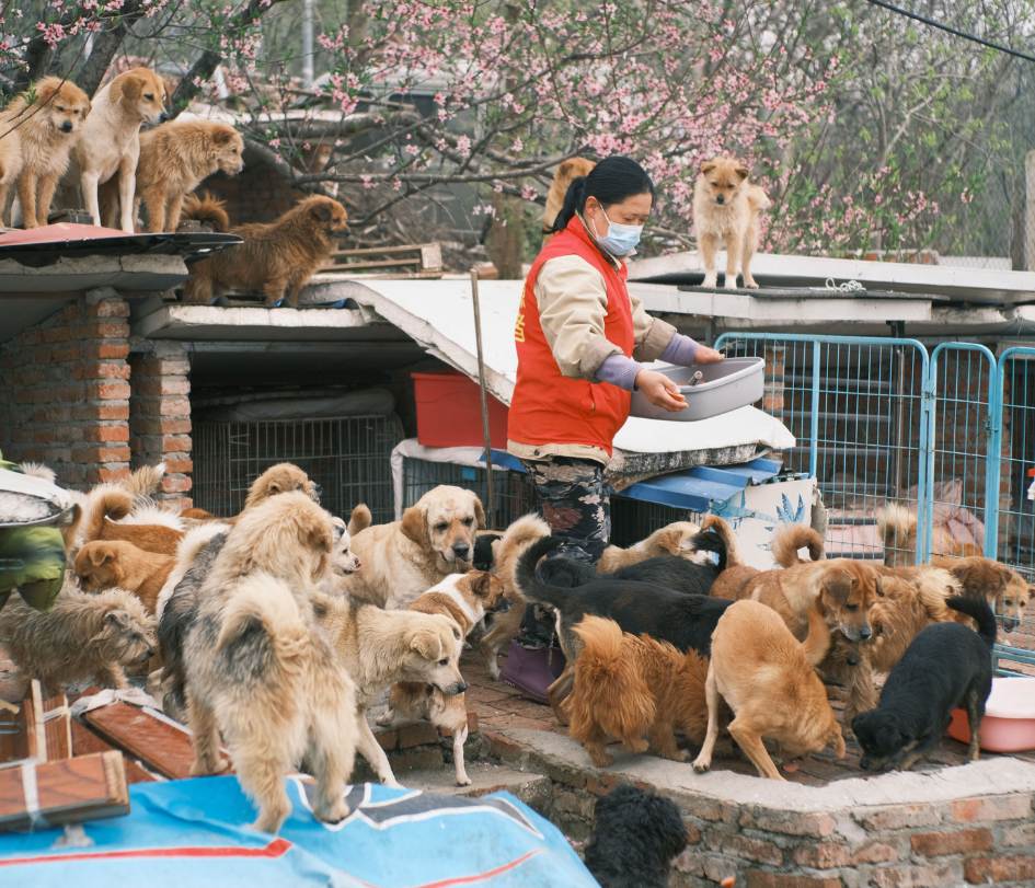 Organizaciones que trabajan incansablemente para mejorar la vida de perros sin hogar