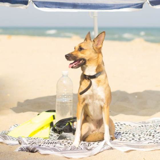 Playas pet friendly en Veracruz