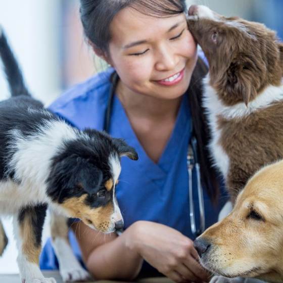 Revisa la reputación en línea del veterinario que elijas