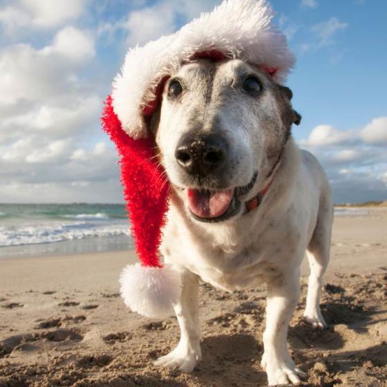 Año nuevo pet friendly en Acapulco