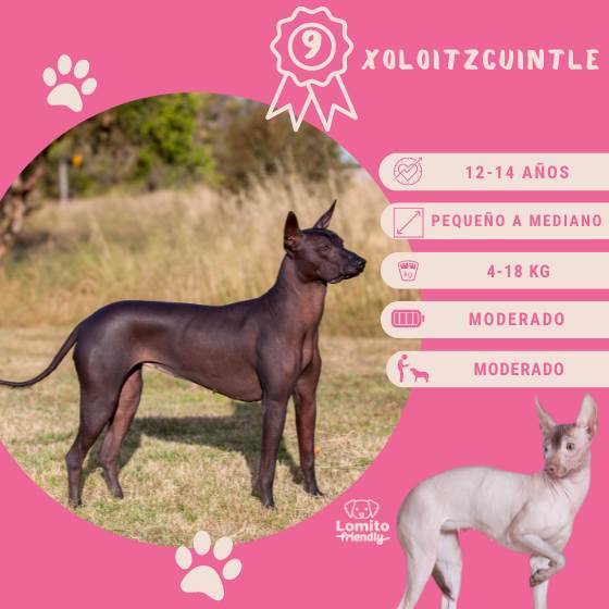 Xoloitzcuintle