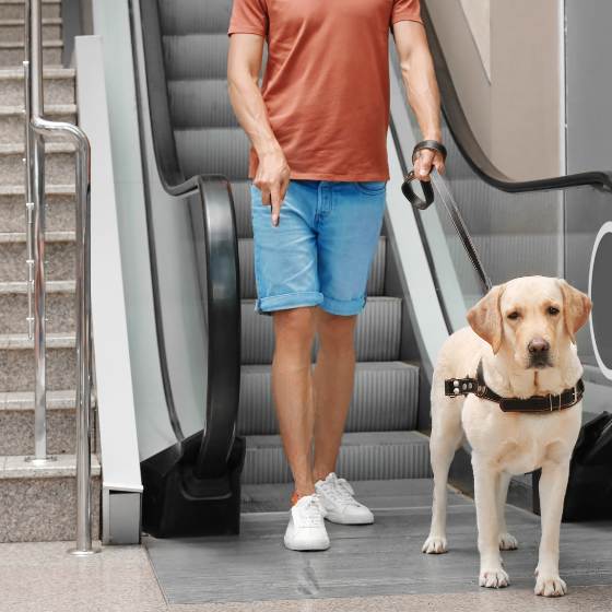 Plazas pet friendly, escaleras mecánicas y perros