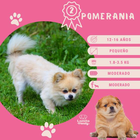 Pomerania