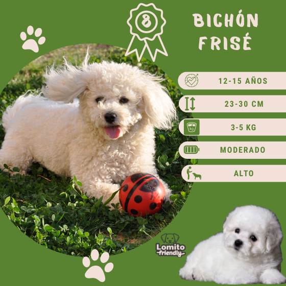 Bichón Frisé