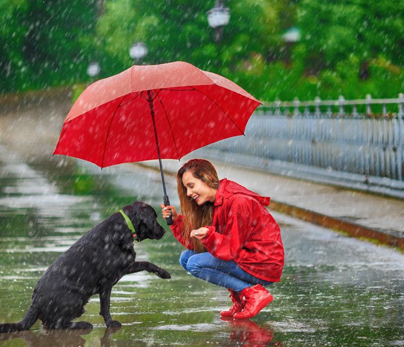 Consejos de cuidado de mascotas de acuerdo al clima en México