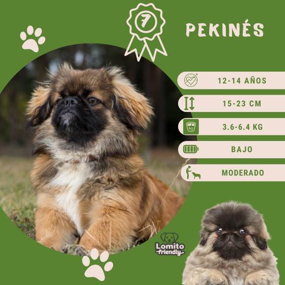 Razas de perros: Pekinés