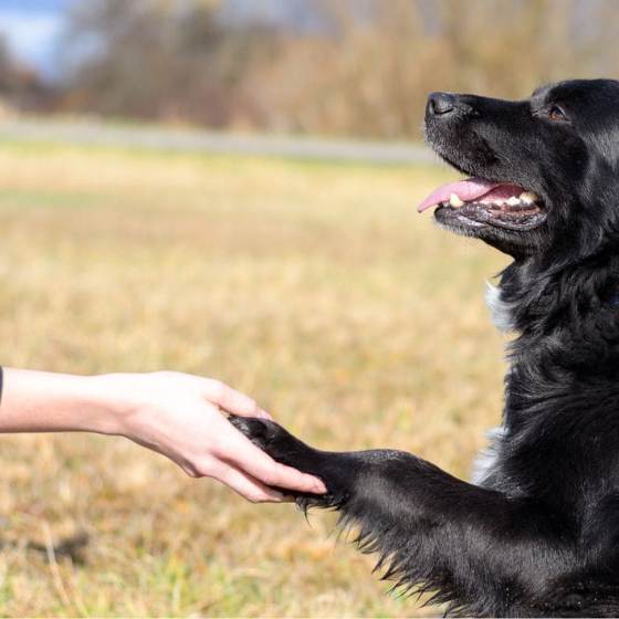 Tip de viaje pet friendly: Enseña a tu perro a sentarse y quedarse quieto