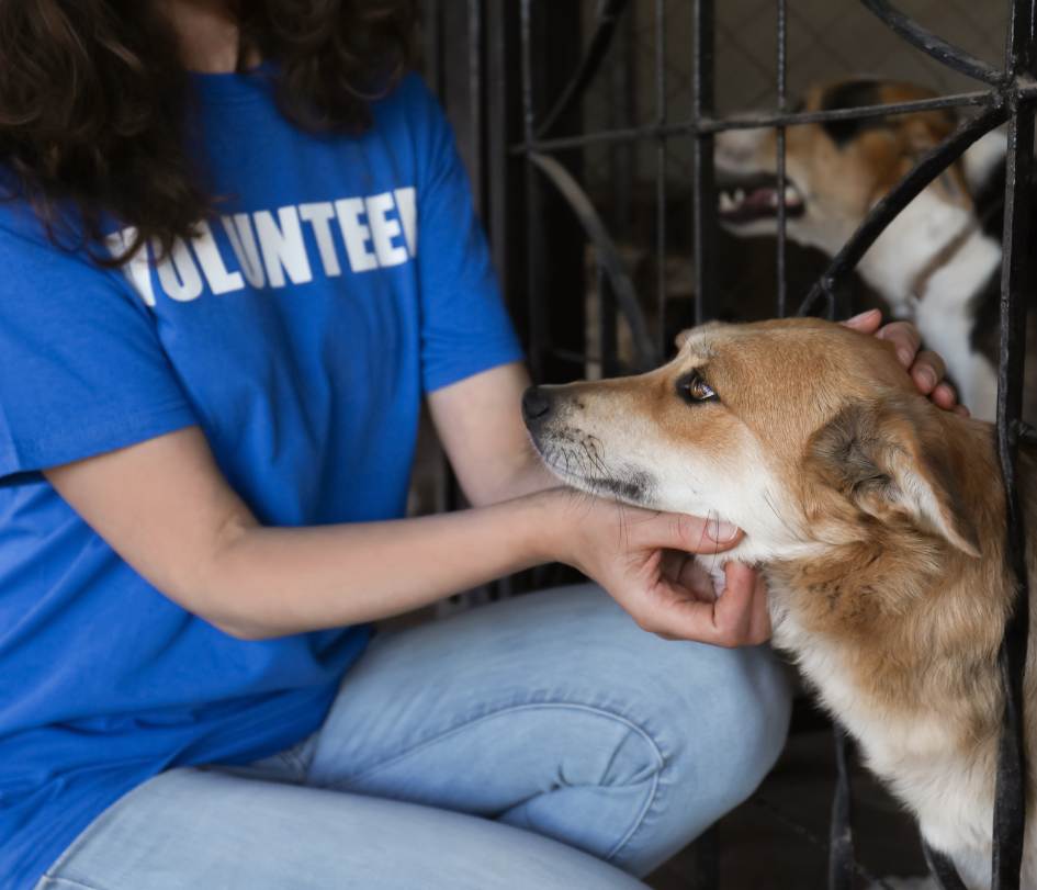 Voluntario que ayudan a animales en situación de calle, Héroes sin capa,