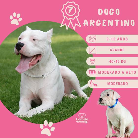 Dogo Argentino