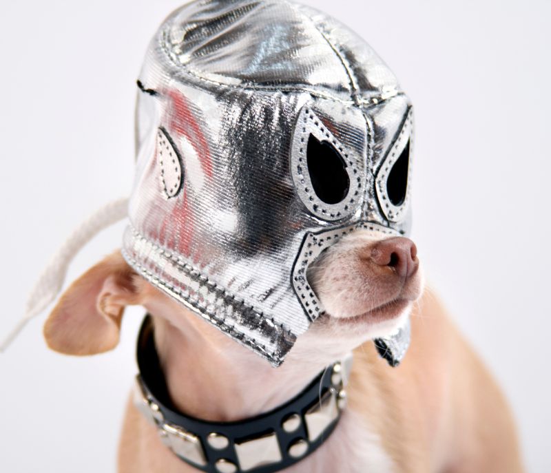 Perro chihuahua con máscara de lucha libre