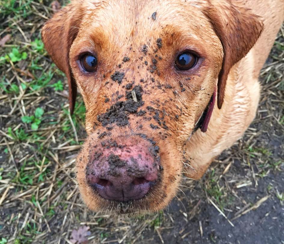 Los perros buscan recuperar sus olores naturales después del baño