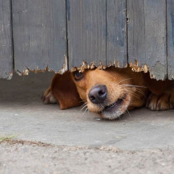 Cuidados en perros: cenizas volcánicas