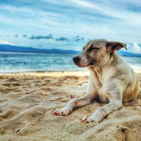 Playas pet friendly en Acapulco